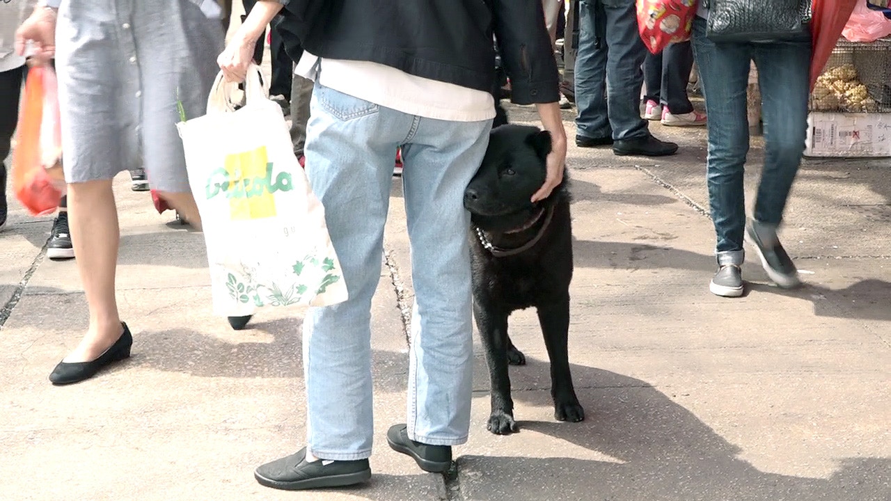 旺仔是雄性,但也懂撒嬌,輕輕倚着街坊的腳。(譚威權攝) 旺仔是雄性,但也懂撒嬌,輕輕倚着街坊的腳。(譚威權攝)