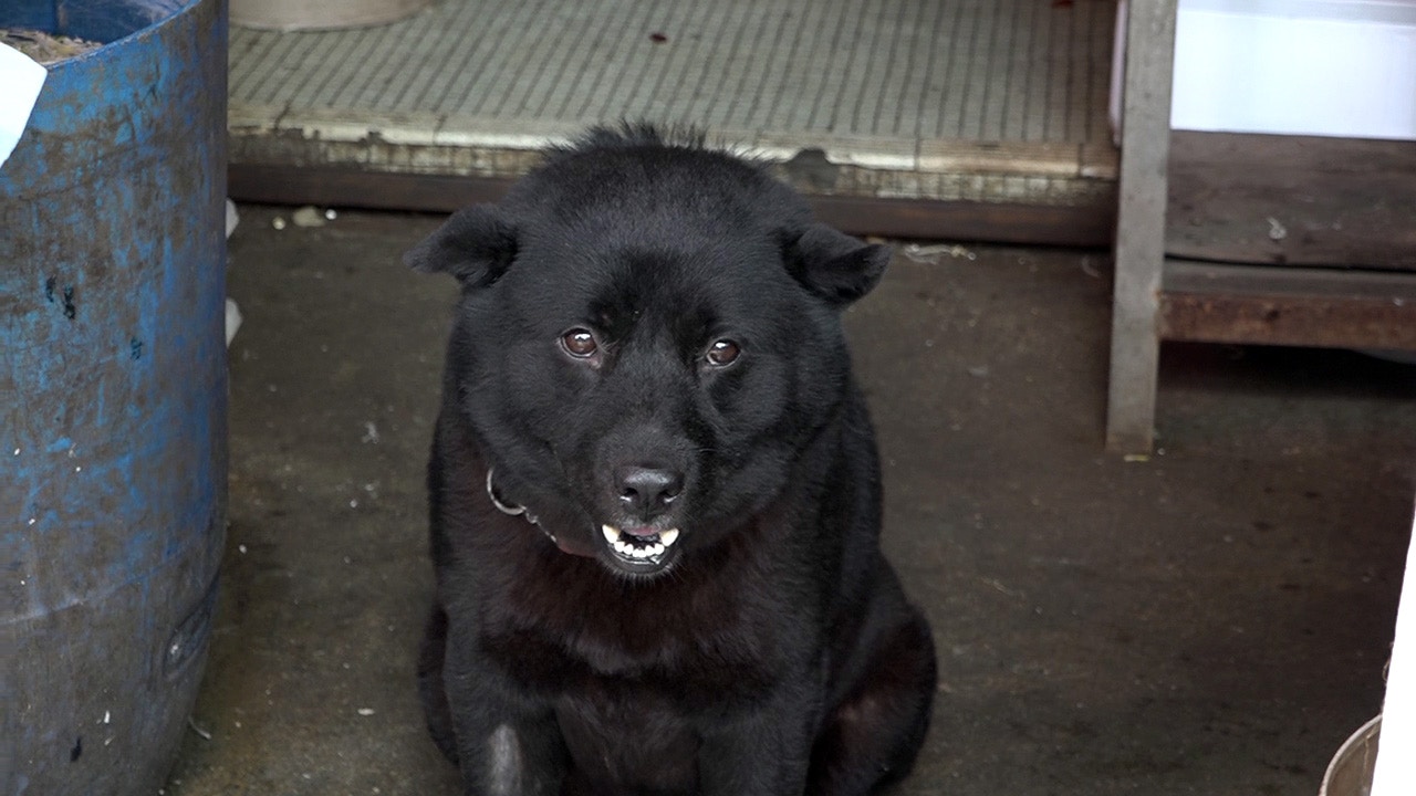 坐陣海味店的旺仔非常淡定。(譚威權攝) 坐陣海味店的旺仔非常淡定。(譚威權攝)