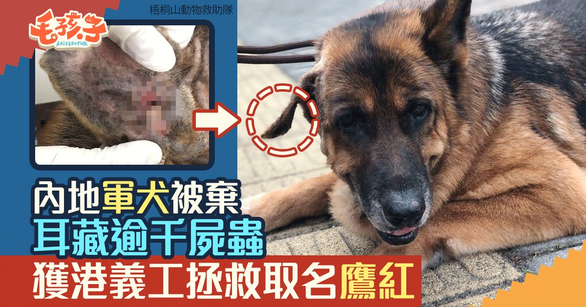 軍犬在內地屢遭虐待港義工出手拯救助清理耳道逾千屍蟲 香港01 寵物