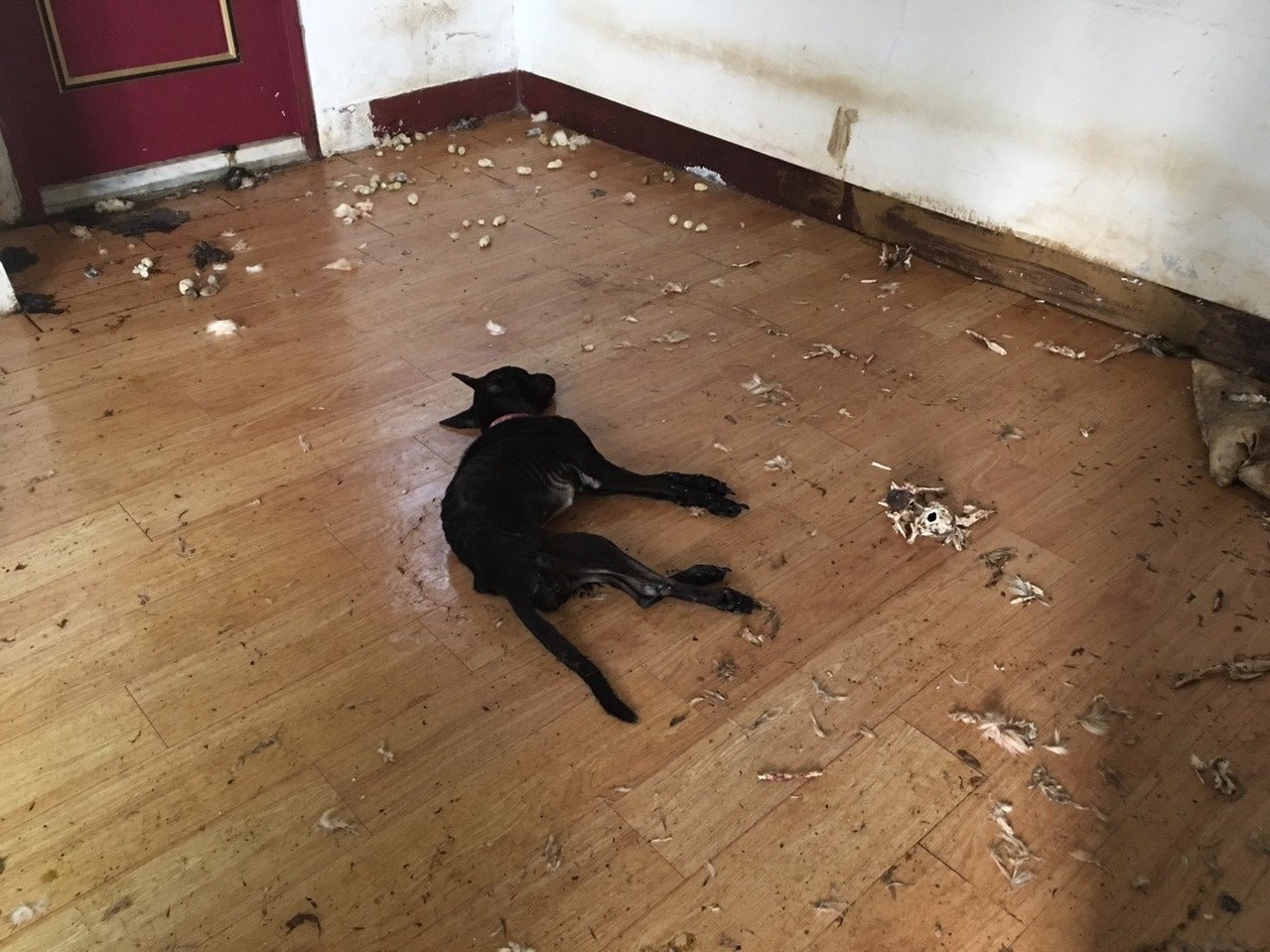 人員入屋發現一具極度瘦弱的黑狗屍體，附近散落犬隻顱骨及遭反覆啃咬的碎骨，相信骸骨屬於另一隻狗，屋內亦有狗隻排泄物及毛髮，傳出強烈惡臭。（臺北市動物保護處圖片）