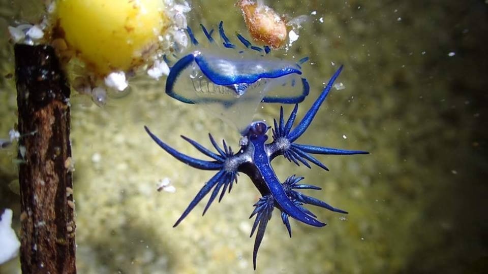 海神 蛞蝓現身墾丁迷人螢光藍遍全身潛水教練 美麗有毒