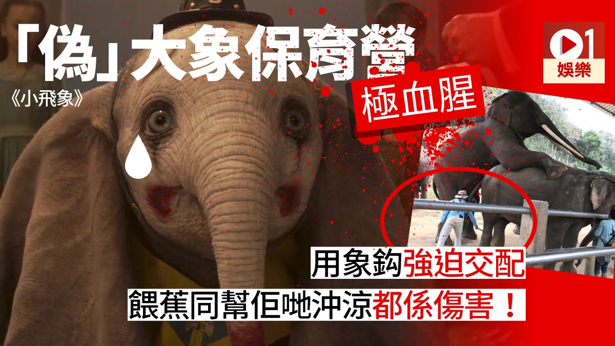 小飛象 假保育營腳鏈象鈎虐待大象仲有更多看不見的傷害