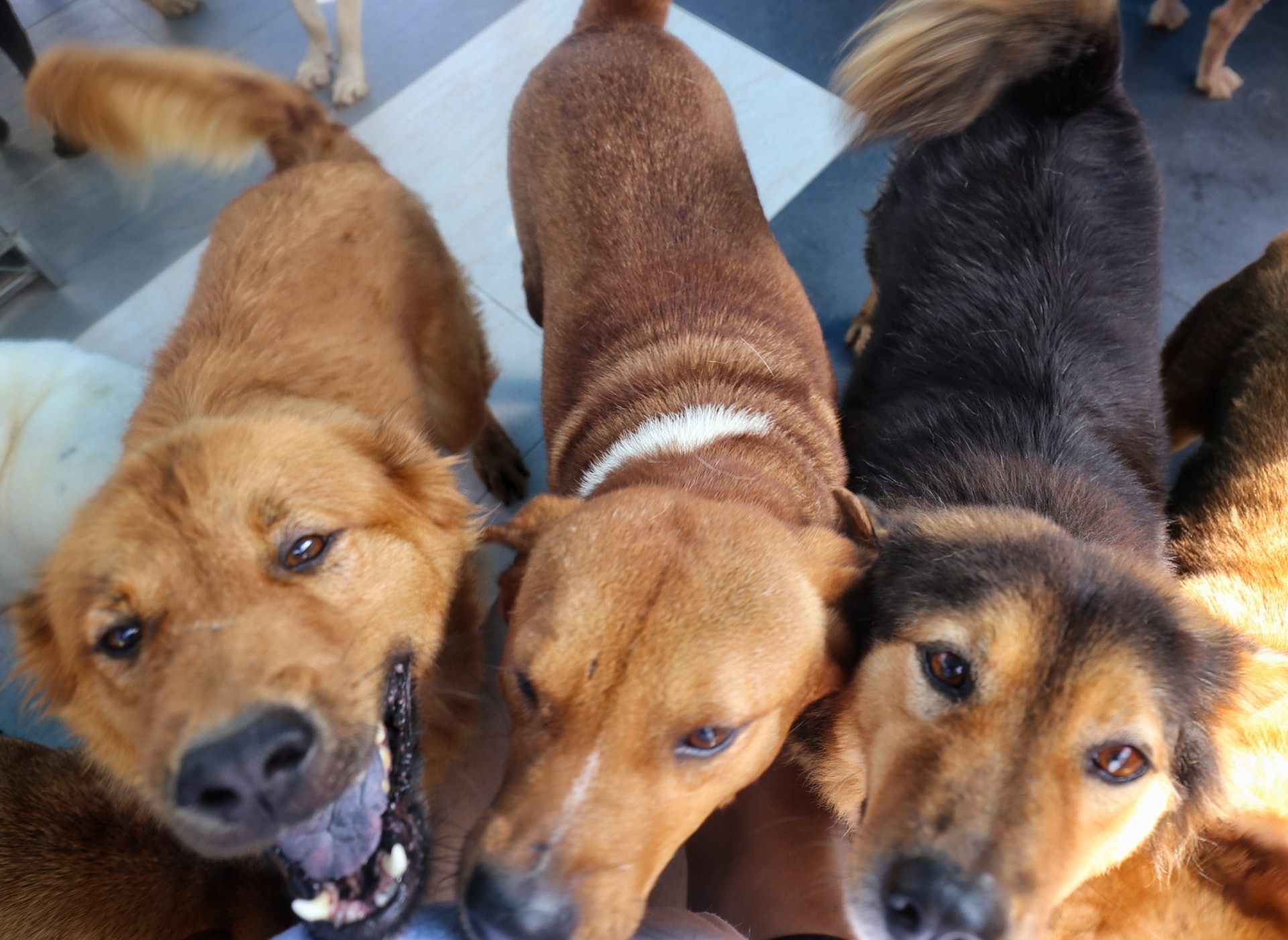 香港流浪狗之家的「住客」,在鏡頭前個個笑容滿面,其實很多都背負著慘痛過去。(洪琦琦攝) 香港流浪狗之家的「住客」,在鏡頭前個個笑容滿面,其實很多都背負著慘痛過去。(洪琦琦攝)