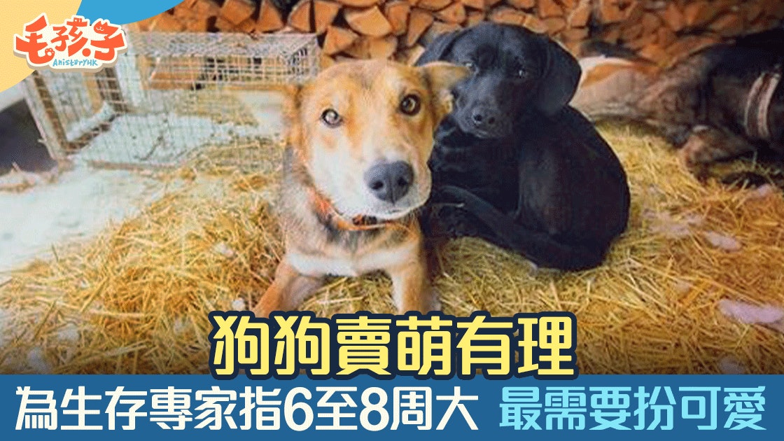 幼犬行為 狗狗6至8周最可愛 賣萌原來是求生本能 香港01 寵物 幼犬行為 狗狗6至8周最可愛 賣萌原來是求生本能 香港01 寵物