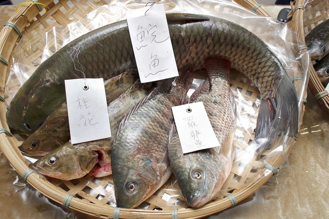 5個內地食用魚樣本含孔雀石綠楊屋道桂花魚含量最高 香港01 社會新聞