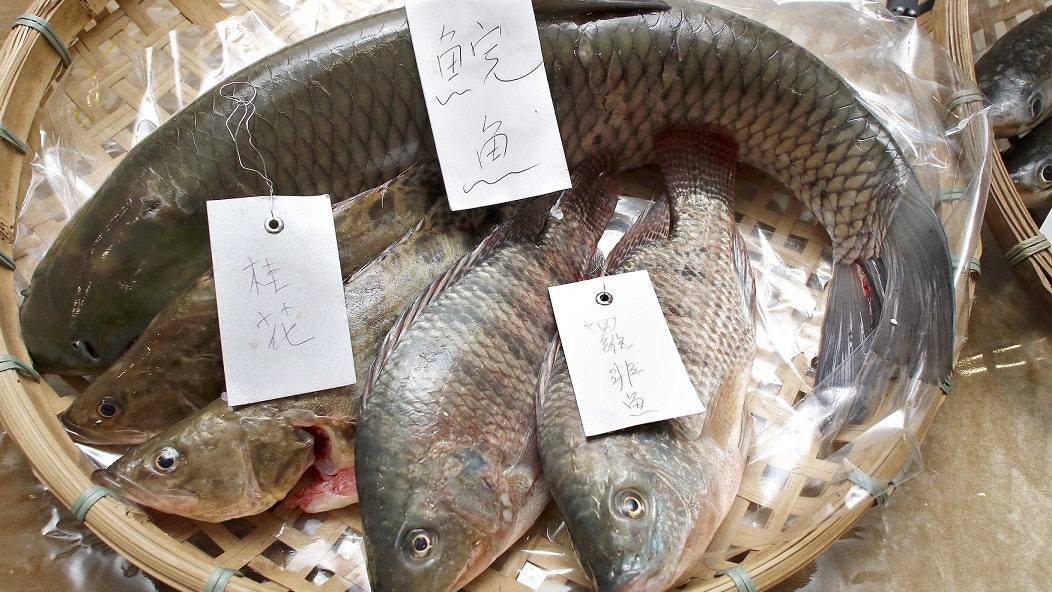 5個內地食用魚樣本含孔雀石綠楊屋道桂花魚含量最高 香港01 社會新聞 5個內地食用魚樣本含孔雀石綠楊屋道桂花魚含量最高 香港01 社會新聞