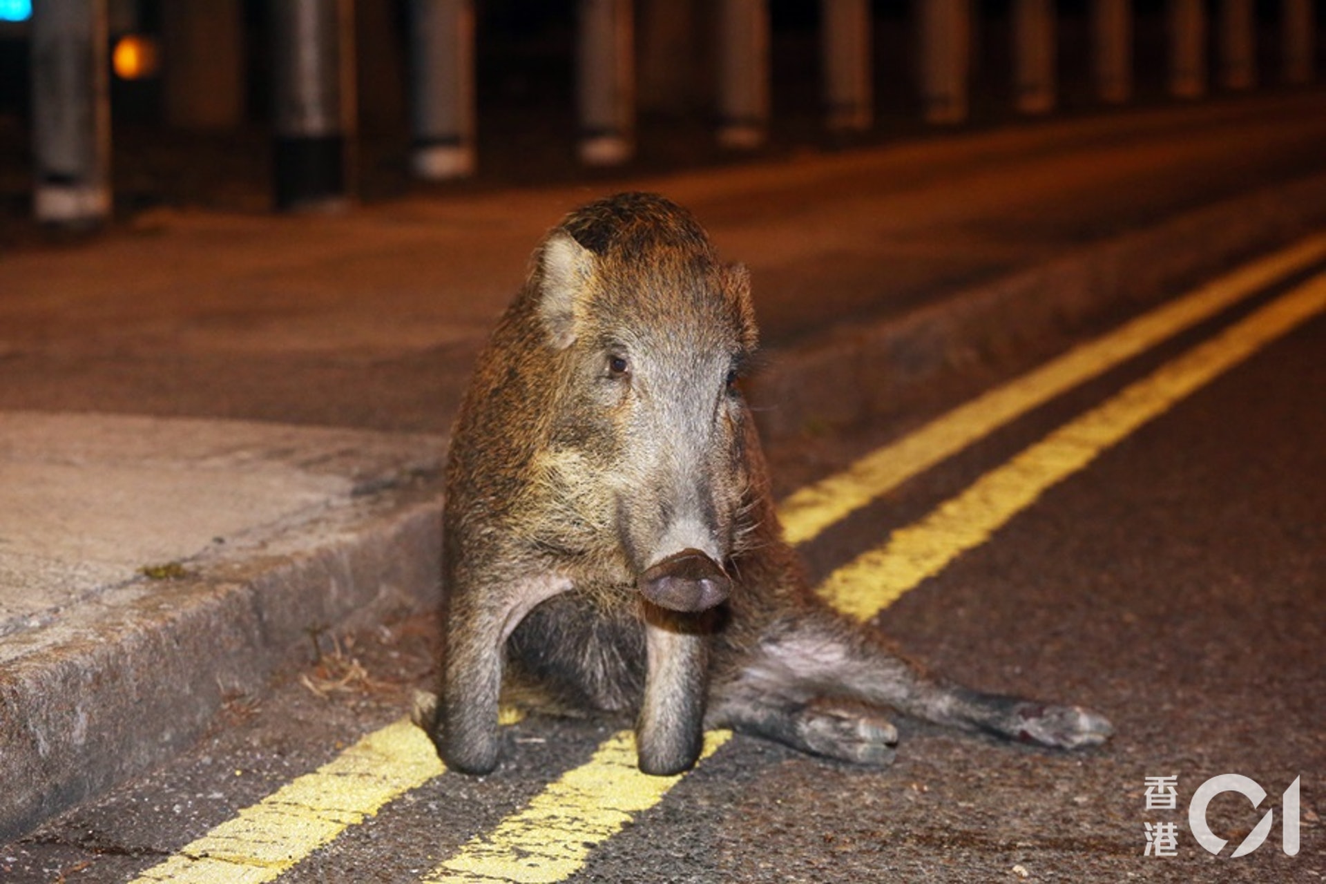 野豬受傷倒臥路邊。(賴南秋攝) 野豬受傷倒臥路邊。(賴南秋攝)