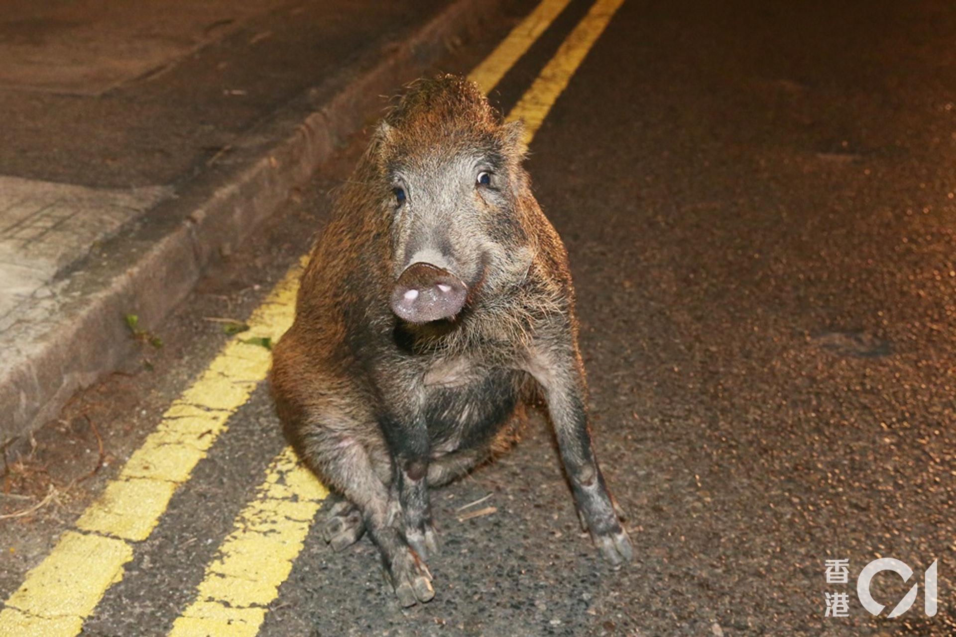 野豬受傷倒臥路邊。(賴南秋攝) 野豬受傷倒臥路邊。(賴南秋攝)