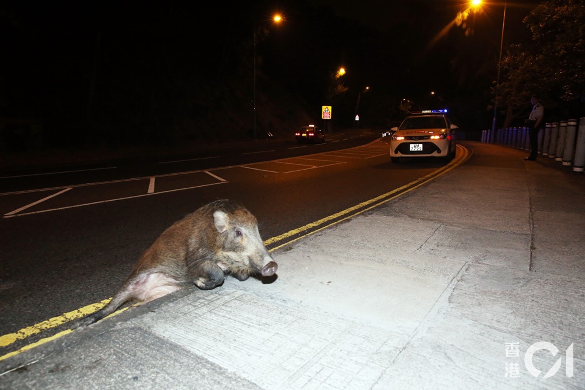 野豬受傷倒臥路邊。(賴南秋攝) 野豬受傷倒臥路邊。(賴南秋攝)