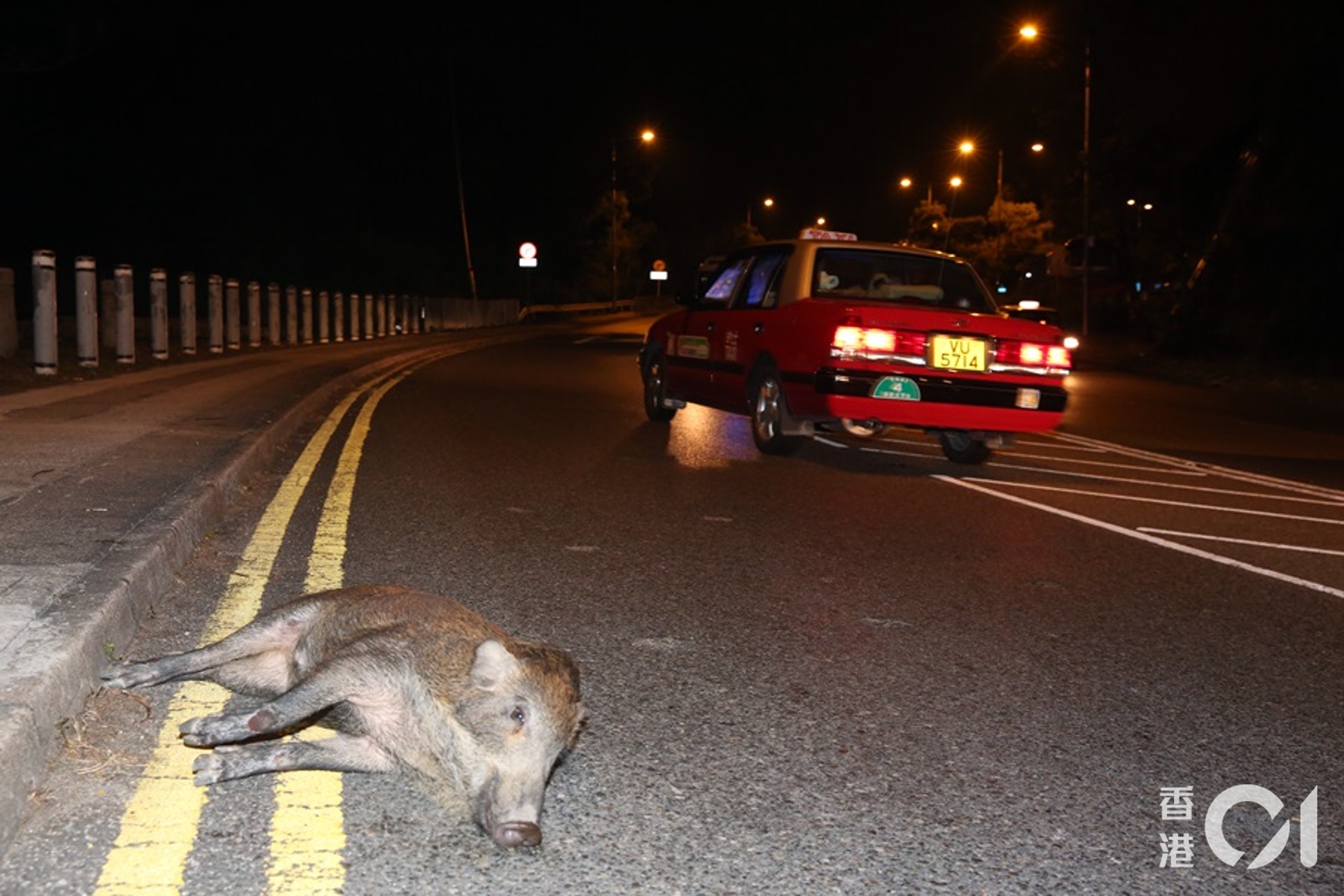 野豬受傷倒臥路邊。(賴南秋攝) 野豬受傷倒臥路邊。(賴南秋攝)