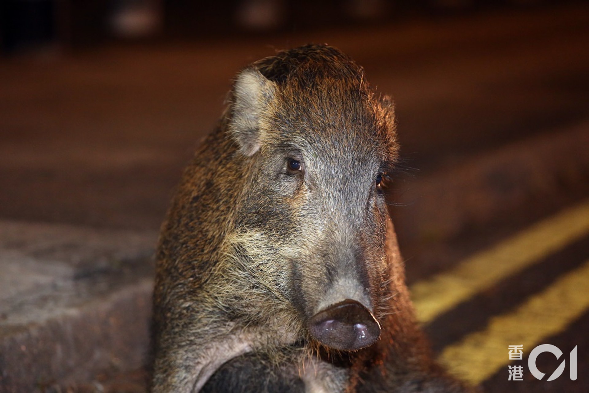 野豬受傷倒臥路邊。(賴南秋攝) 野豬受傷倒臥路邊。(賴南秋攝)