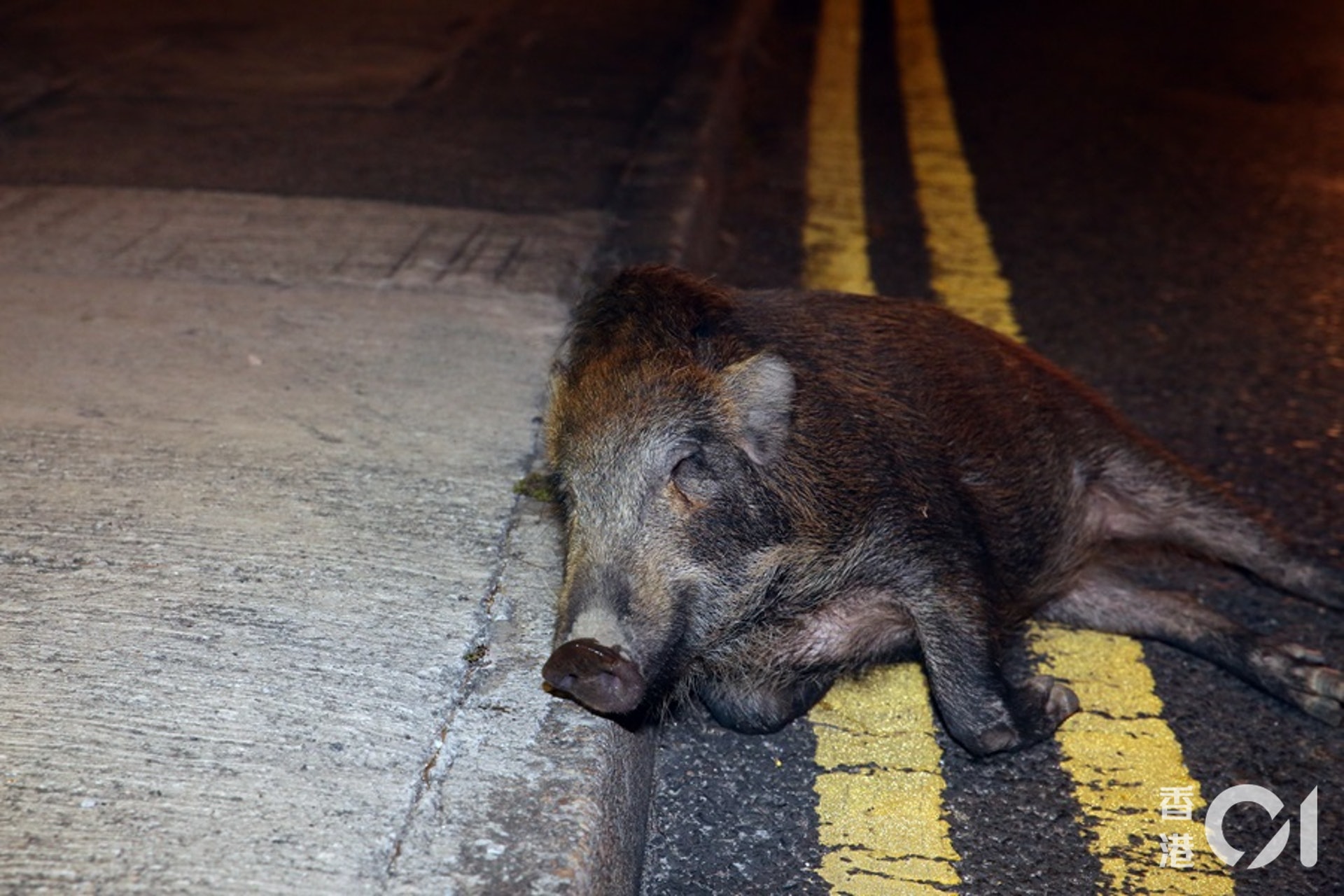 野豬受傷倒臥路邊。(賴南秋攝) 野豬受傷倒臥路邊。(賴南秋攝)