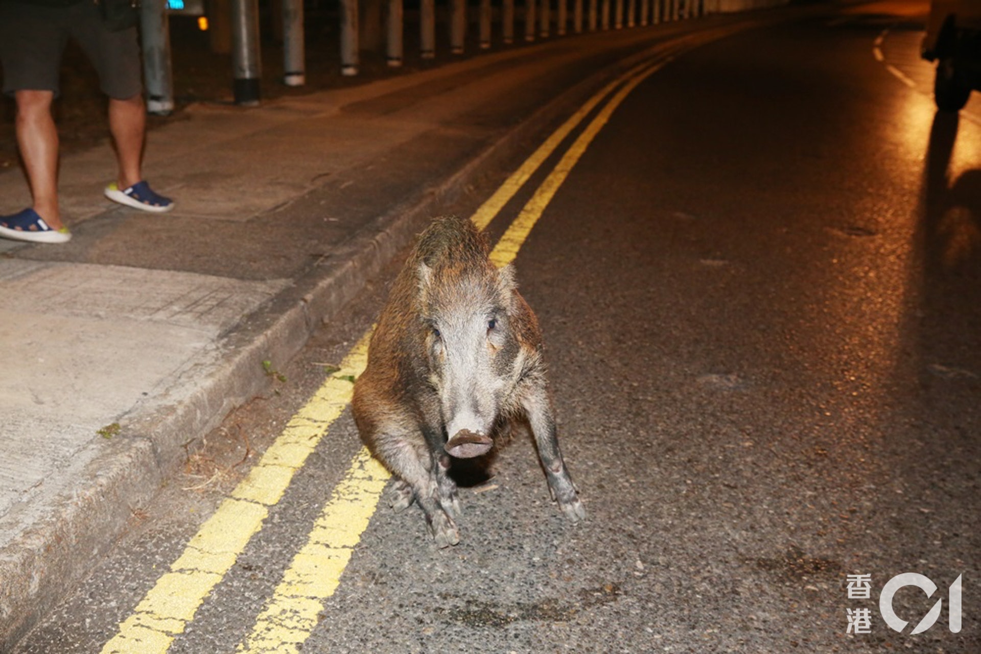 野豬受傷倒臥路邊。(賴南秋攝) 野豬受傷倒臥路邊。(賴南秋攝)
