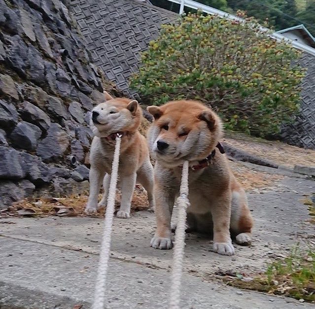 柴犬經常賴死不從拒回家超可愛專家指與狩獵特性有關 香港01 寵物