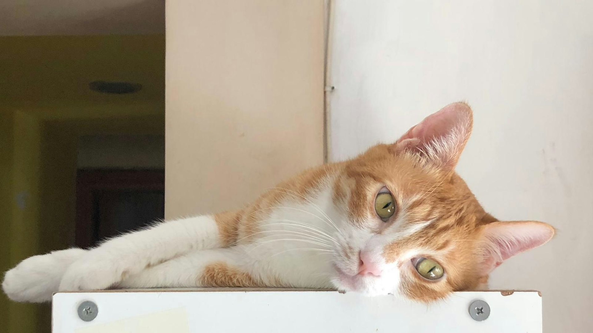 芒果失蹤五天,貓主的家人都勸她放棄。(受訪者提供) 芒果失蹤五天,貓主的家人都勸她放棄。(受訪者提供)