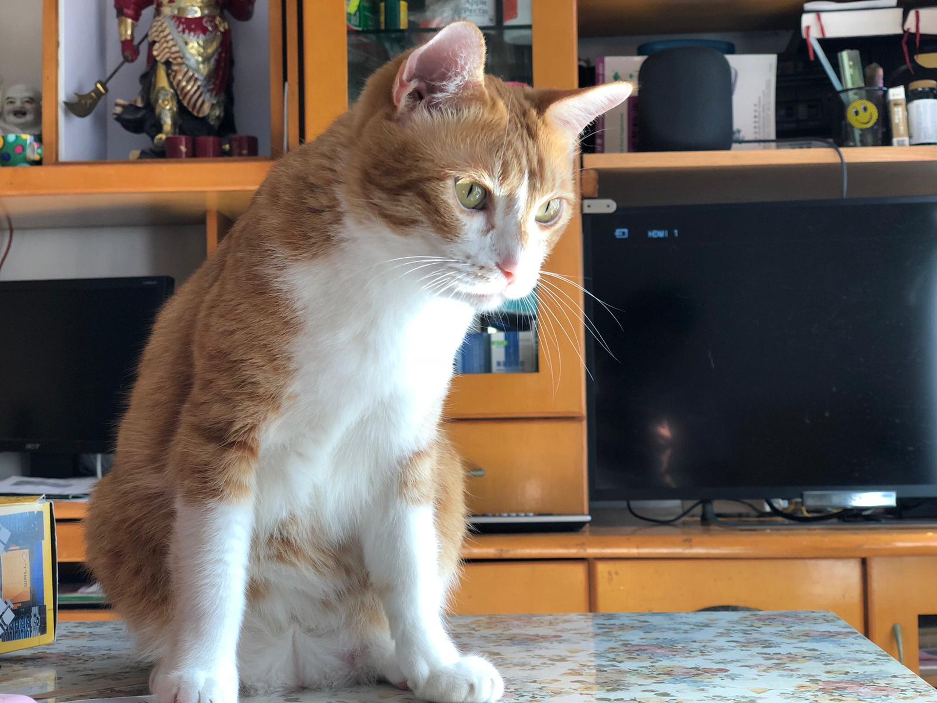 貓主曾於尋貓期間崩潰痛哭。(受訪者提供) 貓主曾於尋貓期間崩潰痛哭。(受訪者提供)