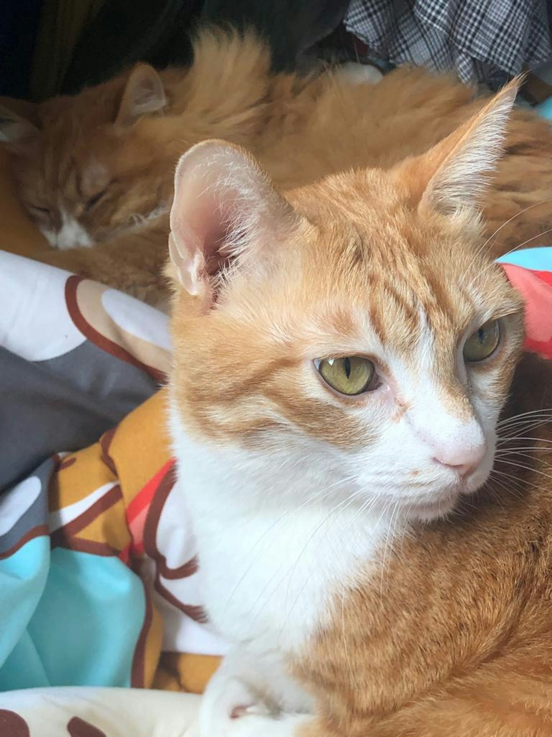 貓主家裡一共養了兩隻貓。(受訪者提供) 貓主家裡一共養了兩隻貓。(受訪者提供)