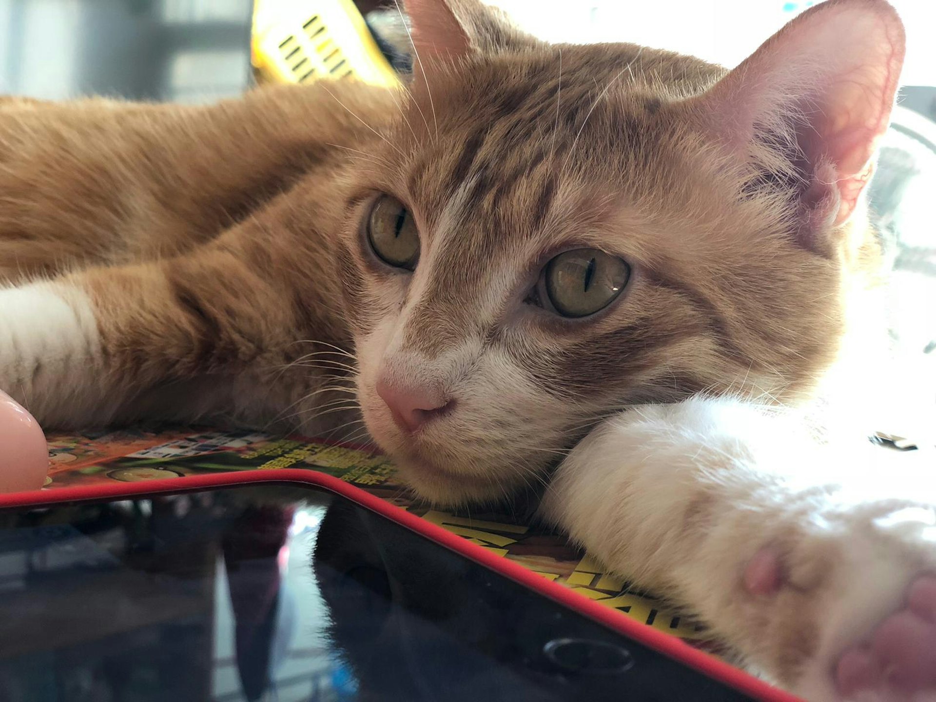 芒果性格親人,貓主認為牠亦有機會被鄰居收養。(受訪者提供) 芒果性格親人,貓主認為牠亦有機會被鄰居收養。(受訪者提供)