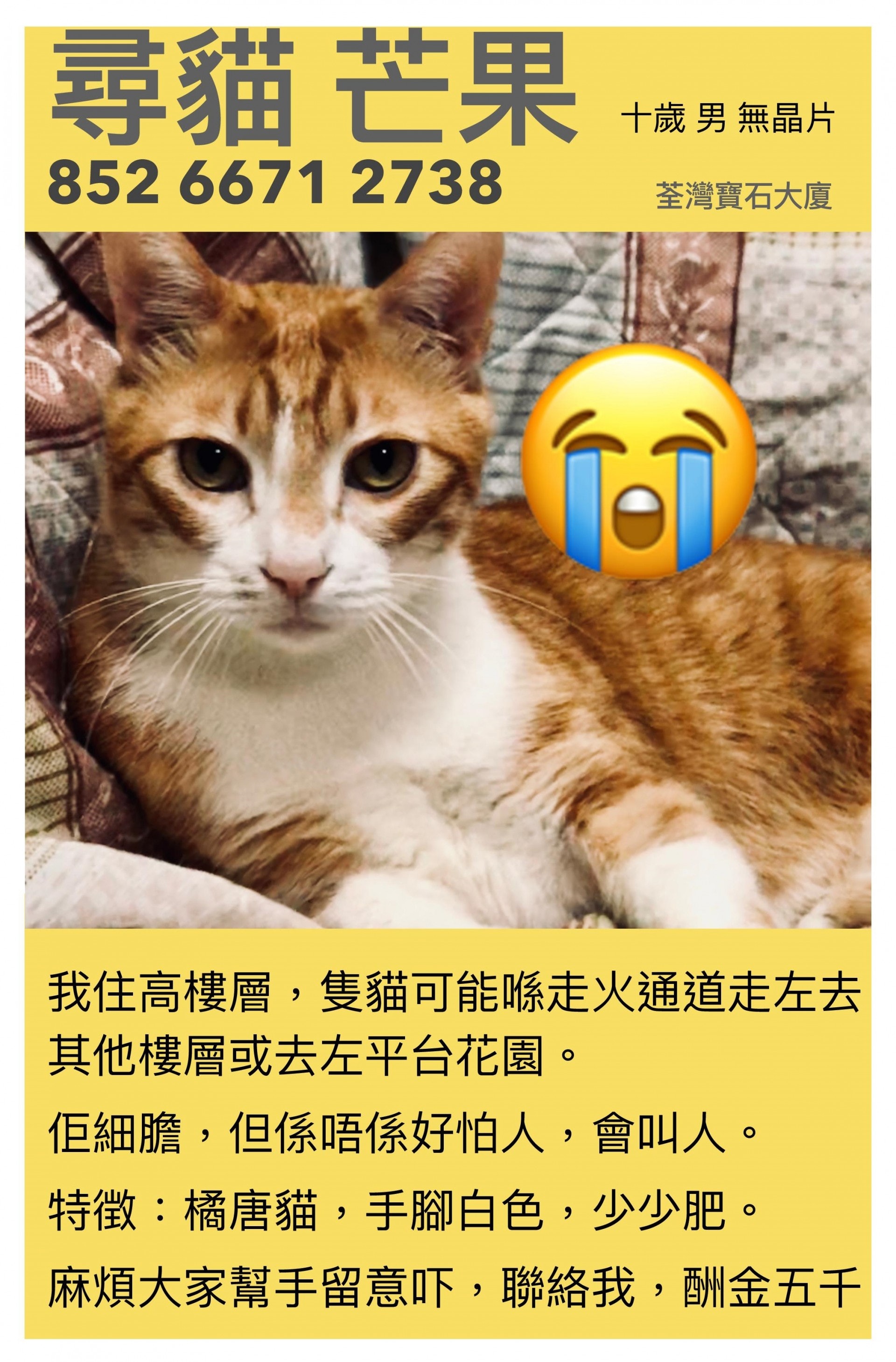 貓主Icy製作尋貓啟示,望早日尋回愛貓。(受訪者提供) 貓主Icy製作尋貓啟示,望早日尋回愛貓。(受訪者提供)