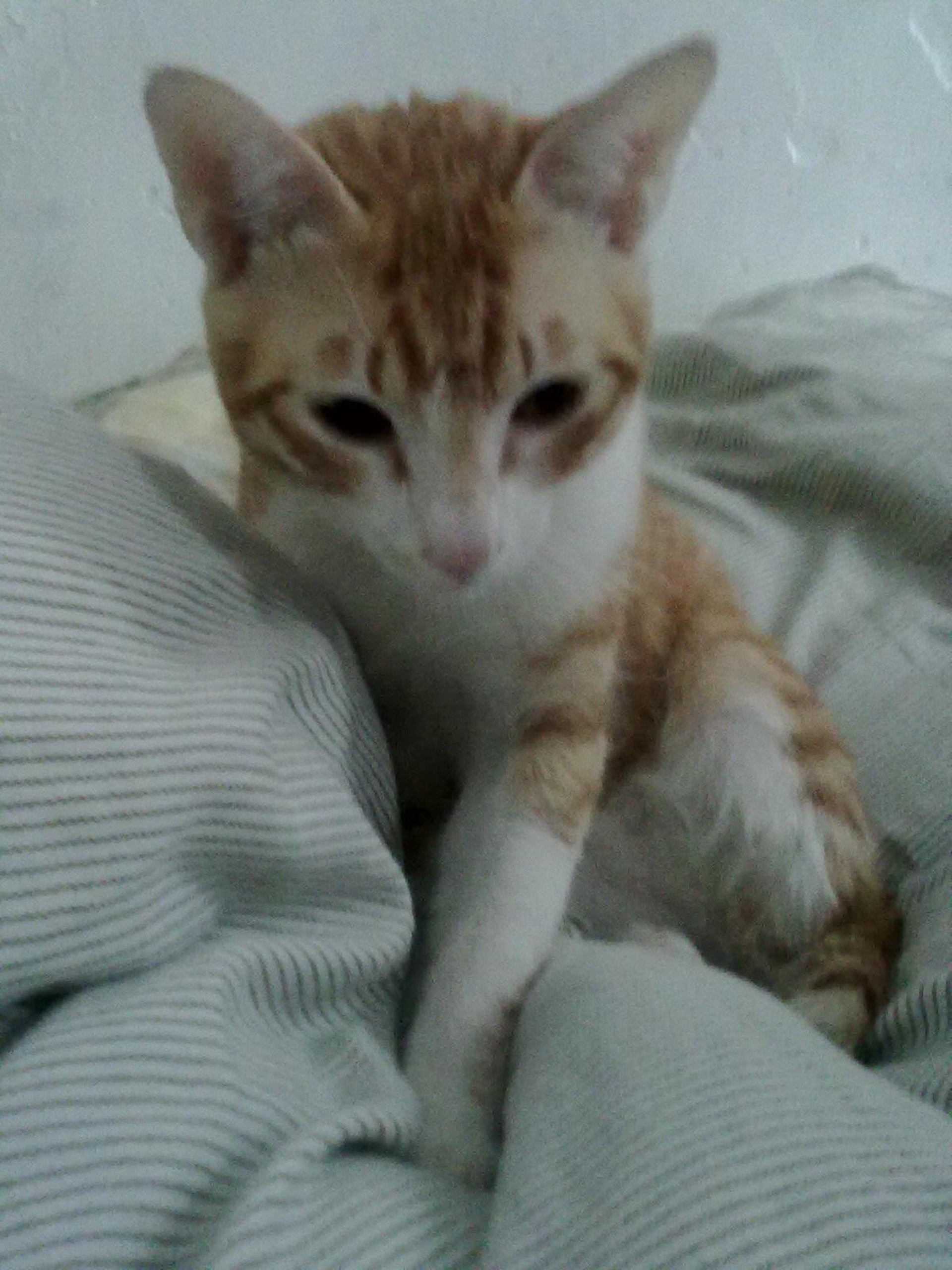 芒果年幼的樣子。(受訪者提供) 芒果年幼的樣子。(受訪者提供)