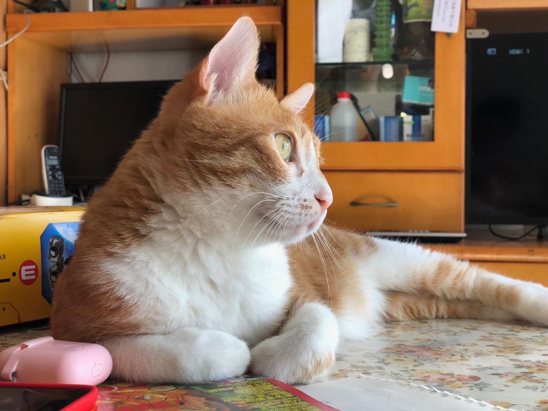 為早日尋得愛貓,貓主願支付5000元作報酬。(受訪者提供) 為早日尋得愛貓,貓主願支付5000元作報酬。(受訪者提供)