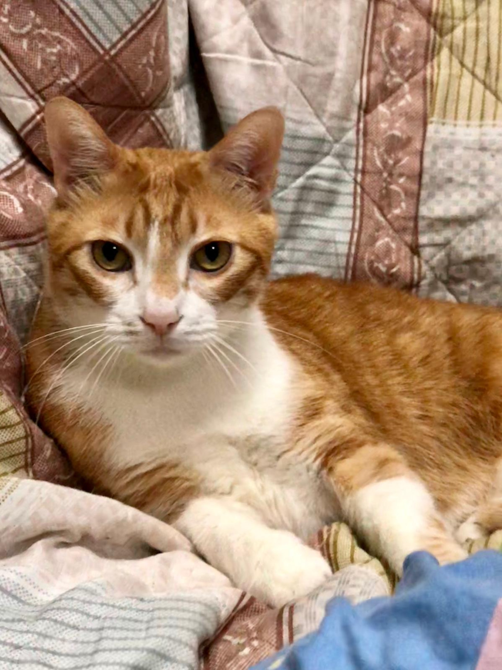 荃灣寶石大廈走失唐貓「芒果」。(受訪者提供) 荃灣寶石大廈走失唐貓「芒果」。(受訪者提供)