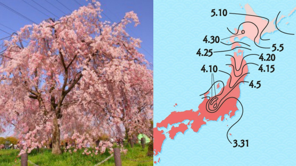 【日本櫻花2020】大阪8個賞櫻景點:造幣局、大阪城、四天王寺… 【日本櫻花2020】大阪8個賞櫻景點:造幣局、大阪城、四天王寺…