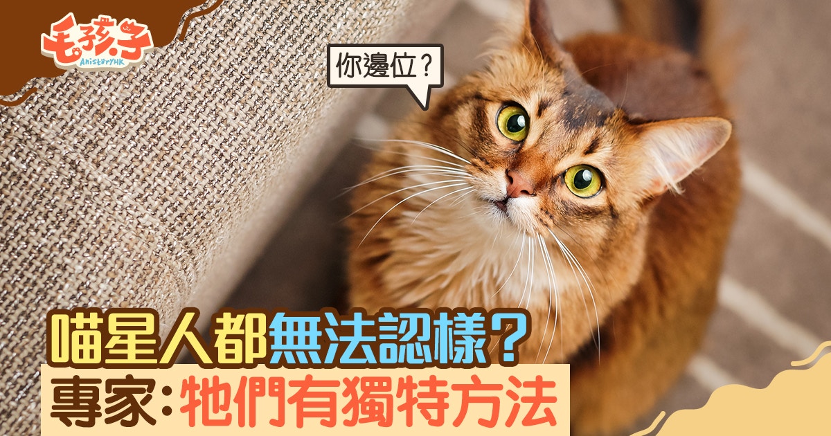 貓嘔吐】嘔吐不可輕視！ 4個常見原因及應對方法｜香港01｜寵物