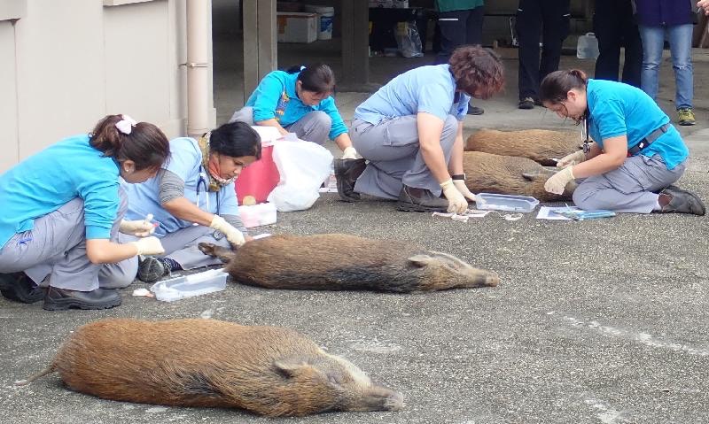 漁農署在先導計劃行動期間,為合適和身體狀況良好的野豬進行避孕。(漁農署圖片) 漁農署在先導計劃行動期間,為合適和身體狀況良好的野豬進行避孕。(漁農署圖片)