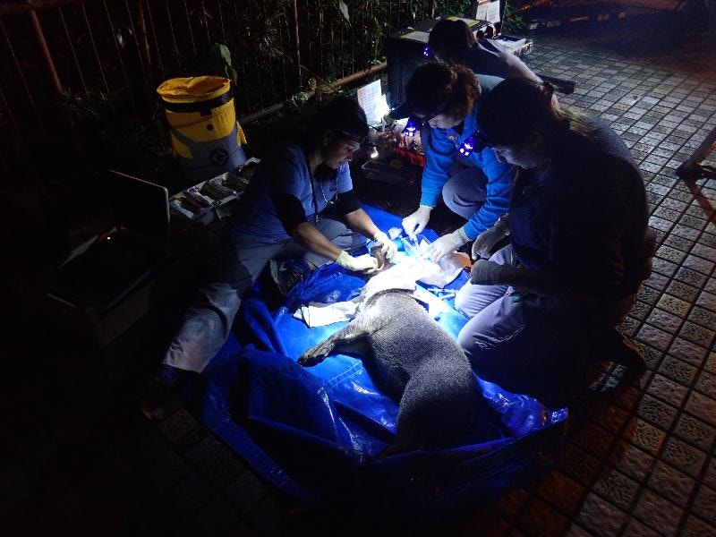 署方為野豬進行檢查。(漁農署圖片) 署方為野豬進行檢查。(漁農署圖片)