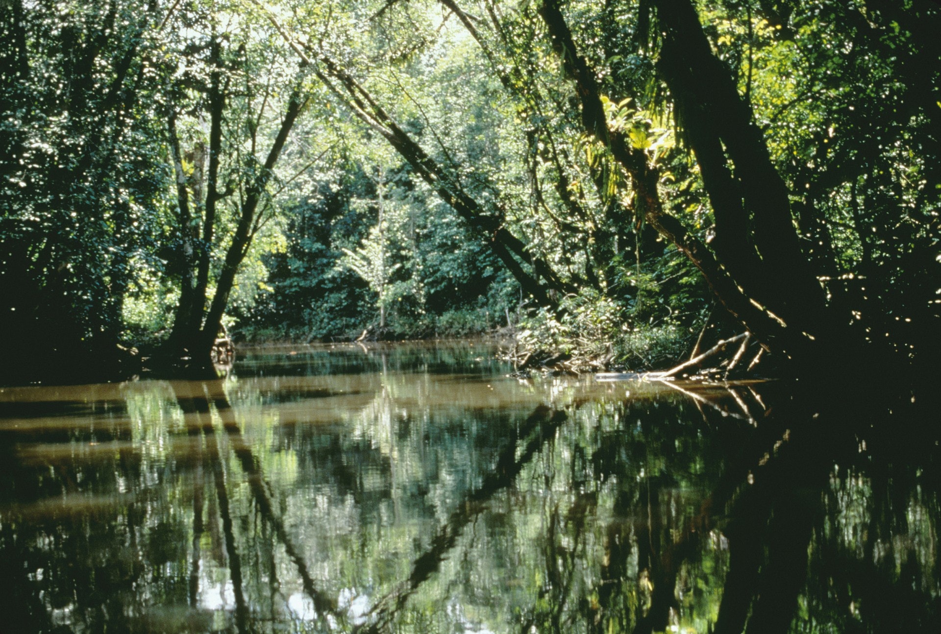 Amazon域名戰爭:南美洲亞馬遜流域8個國家不滿企業Amazon「壟斷」頂級域名「.amazon」。(視覺中國)