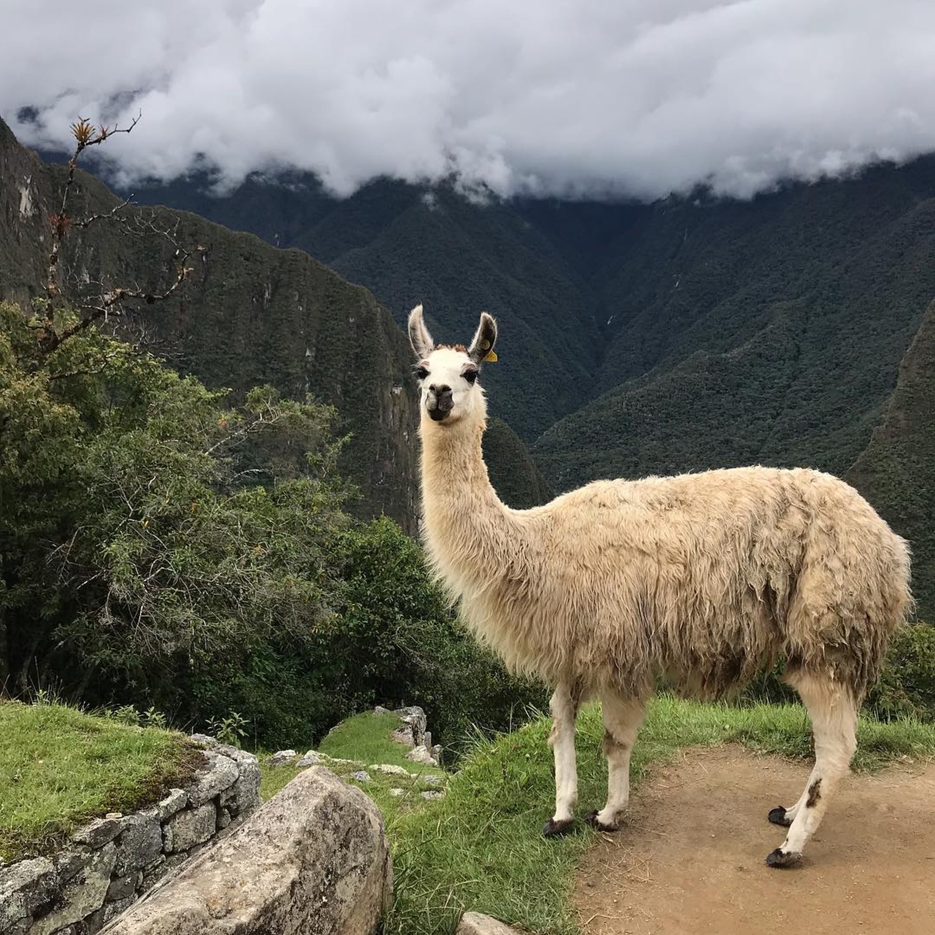 不同於其他世界美景主要消逝原因,馬丘比丘最大的憂患是來自於觀光客的人為破壞,因此呼籲大家前往參觀時請務必愛惜當地環境,不要讓如此美景消失於世。(圖片來源:arralalala@IG)