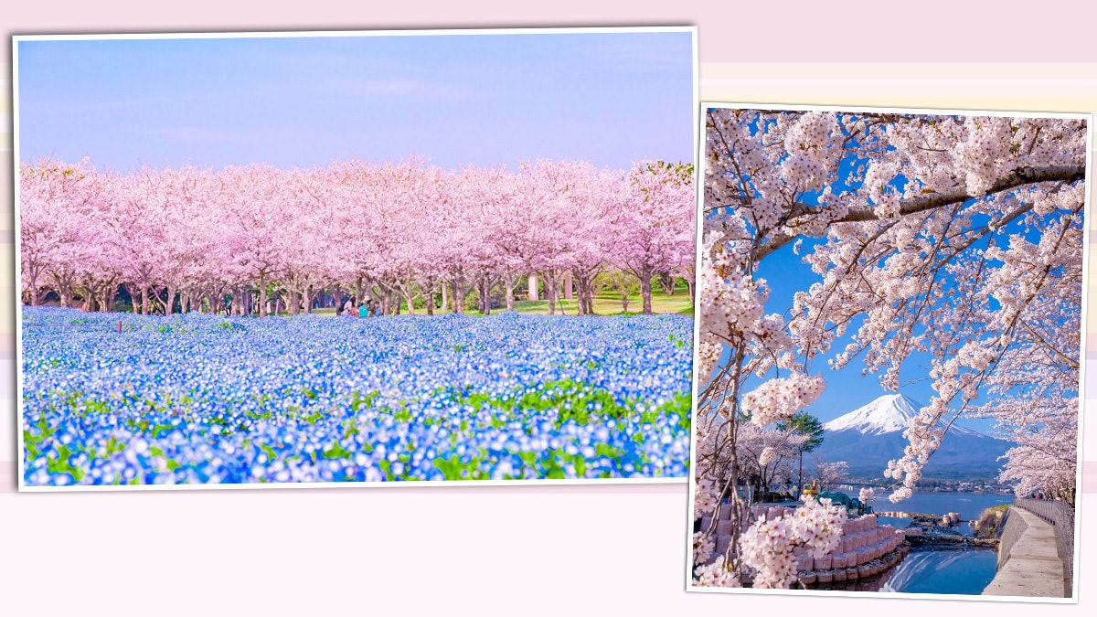 【多圖!平成最後櫻花】日本福岡現絕色美景 粉色花海超夢幻! 【多圖!平成最後櫻花】日本福岡現絕色美景 粉色花海超夢幻!