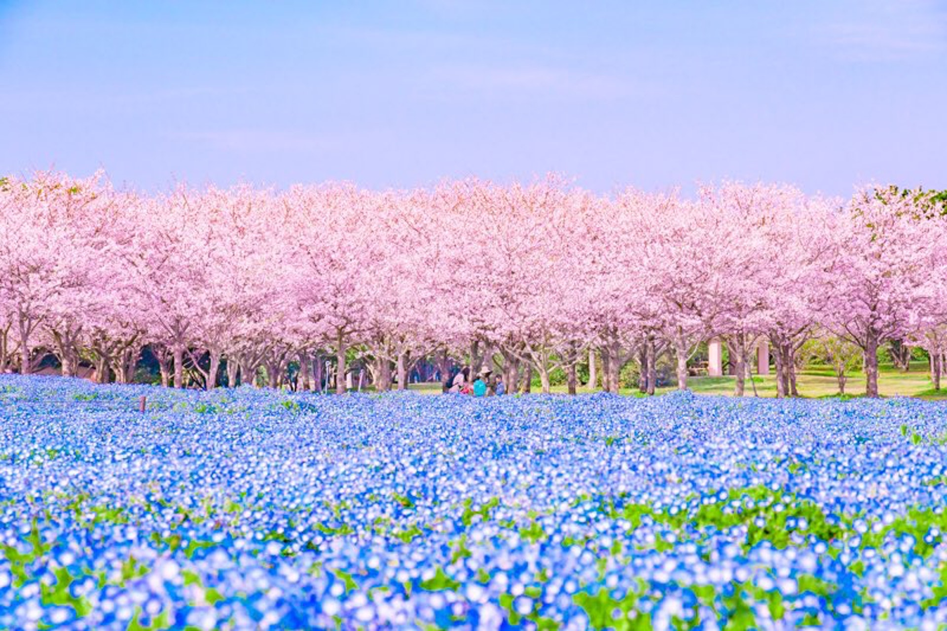 福岡縣的「海の中道海浜公園」除了種植櫻花樹外,更有許多粉蝶花,形成兩種顏色花海的美景。(Twitter「puraten10_japan」圖片) 福岡縣的「海の中道海浜公園」除了種植櫻花樹外,更有許多粉蝶花,形成兩種顏色花海的美景。(Twitter「puraten10_japan」圖片)