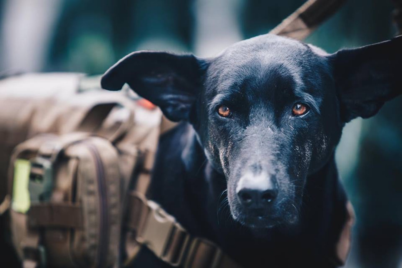 10大軍犬被送往戰場隨時患上創傷後遺症