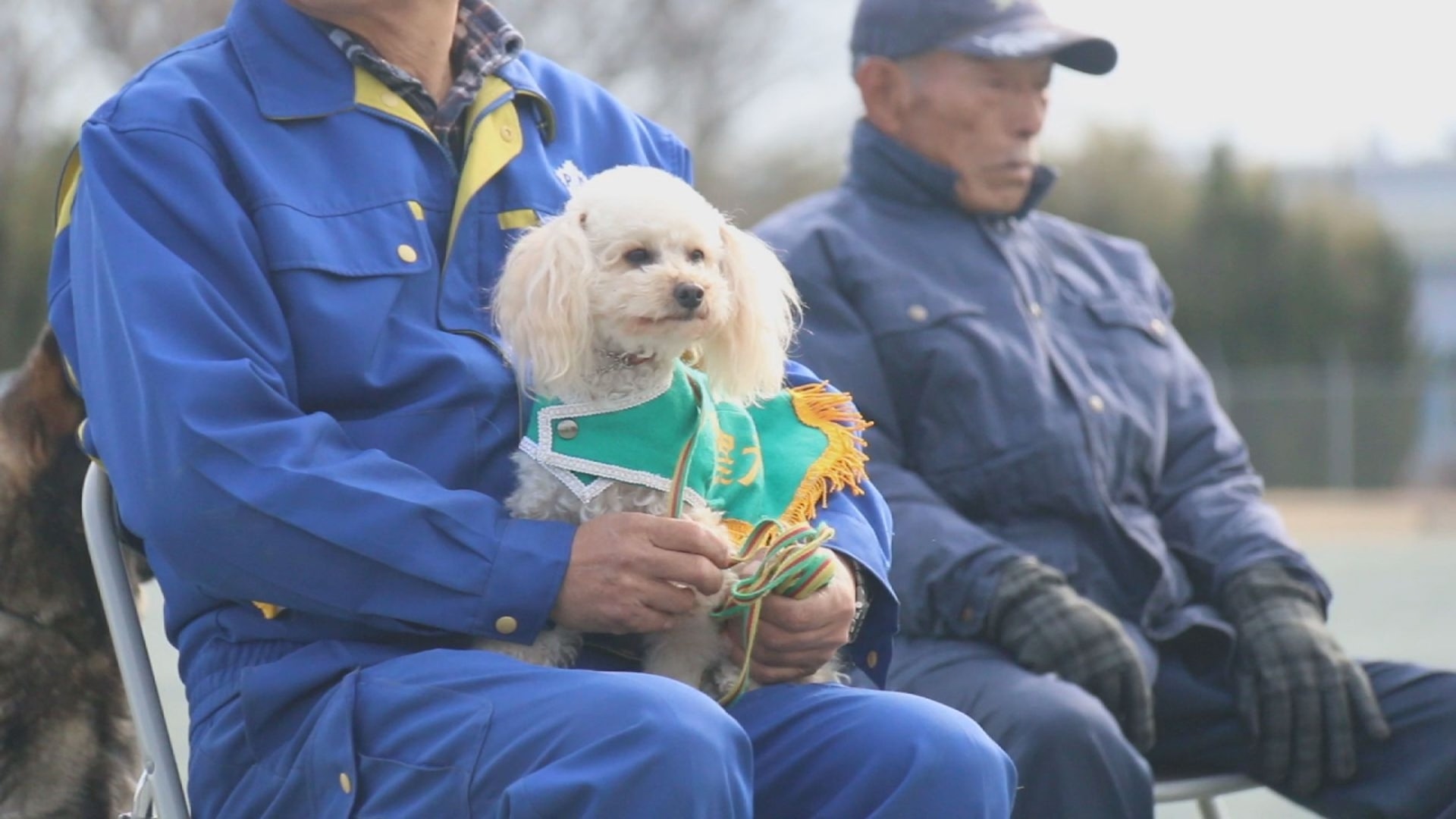 貴婦犬被遺棄後險安樂死奇跡變身成警犬證明自己 香港01 寵物