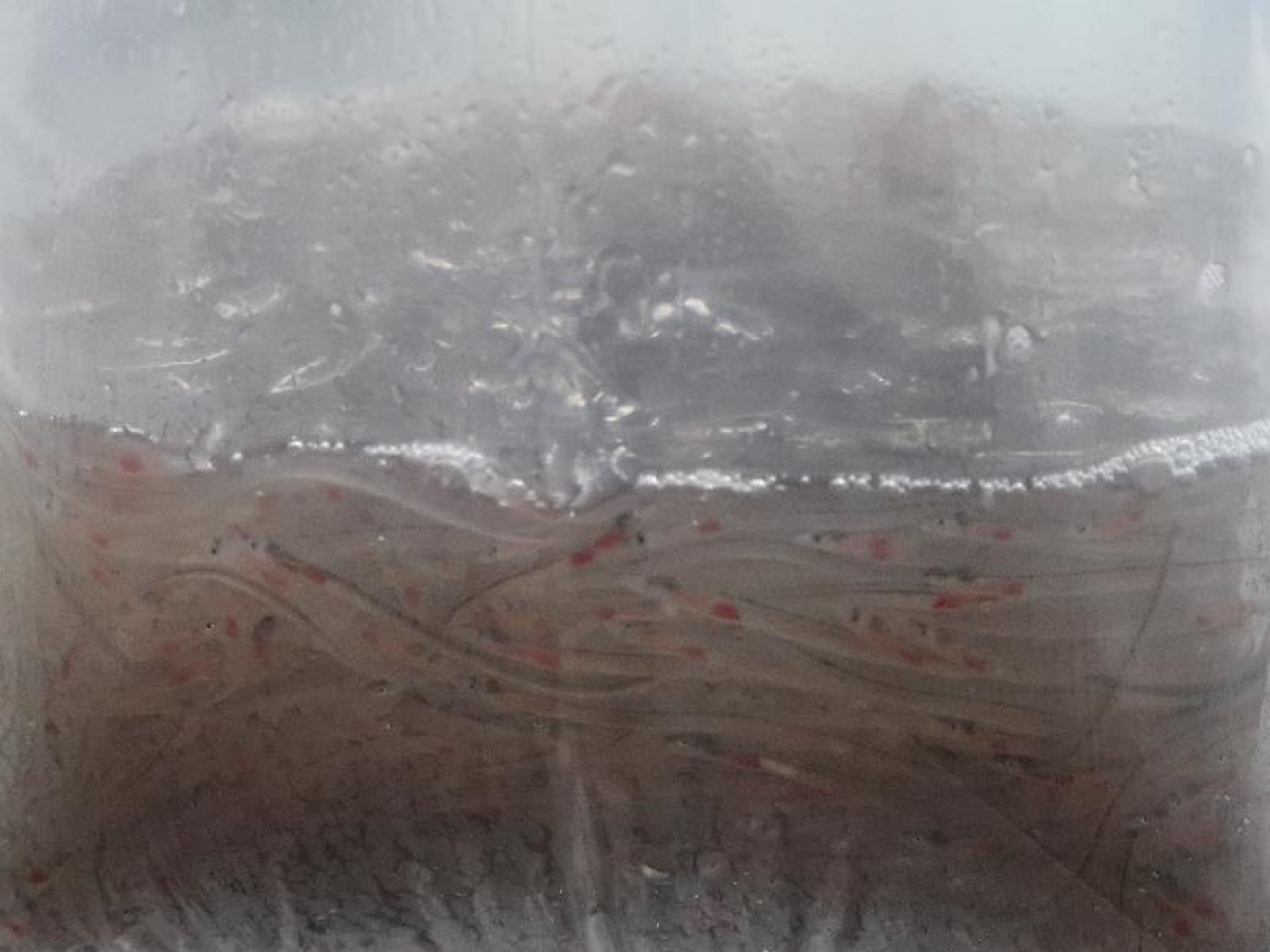 香港海關去年12月在香港國際機場檢獲約三十公斤懷疑歐洲鰻鱺。(資料圖片 / 海關提供) 香港海關去年12月在香港國際機場檢獲約三十公斤懷疑歐洲鰻鱺。(資料圖片 / 海關提供)