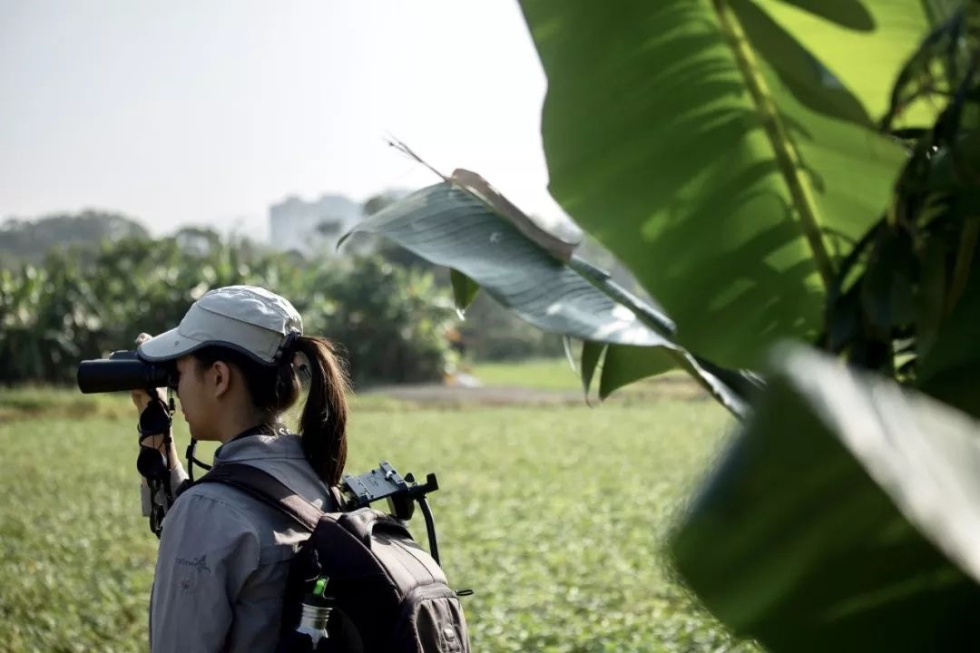 我把編號CH34的白海豚的故事,也放進了紀錄片中。(梁鵬威攝 我把編號CH34的白海豚的故事,也放進了紀錄片中。(梁鵬威攝