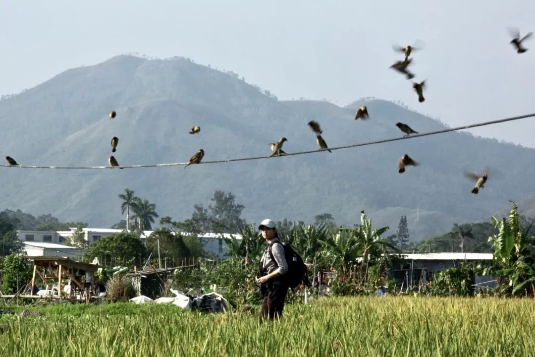 我當時就很喜歡英國BBC的生態紀錄片,很喜歡在大自然中觀察各種鳥類的形態和生活習慣,就開始拿起相機,拍下它們可愛的樣子。(梁鵬威攝) 我當時就很喜歡英國BBC的生態紀錄片,很喜歡在大自然中觀察各種鳥類的形態和生活習慣,就開始拿起相機,拍下它們可愛的樣子。(梁鵬威攝)