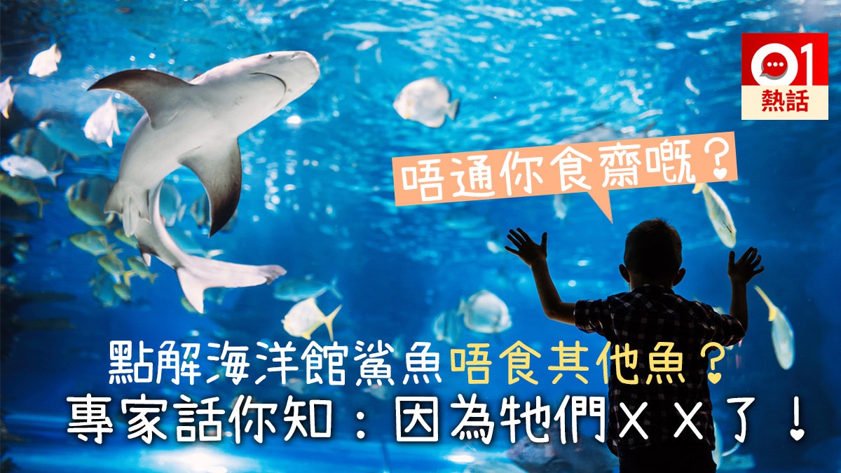 唔食其他細魚海洋館鯊魚唔通係食素 專家澄清原來係咁 唔食其他細魚海洋館鯊魚唔通係食素 專家澄清原來係咁