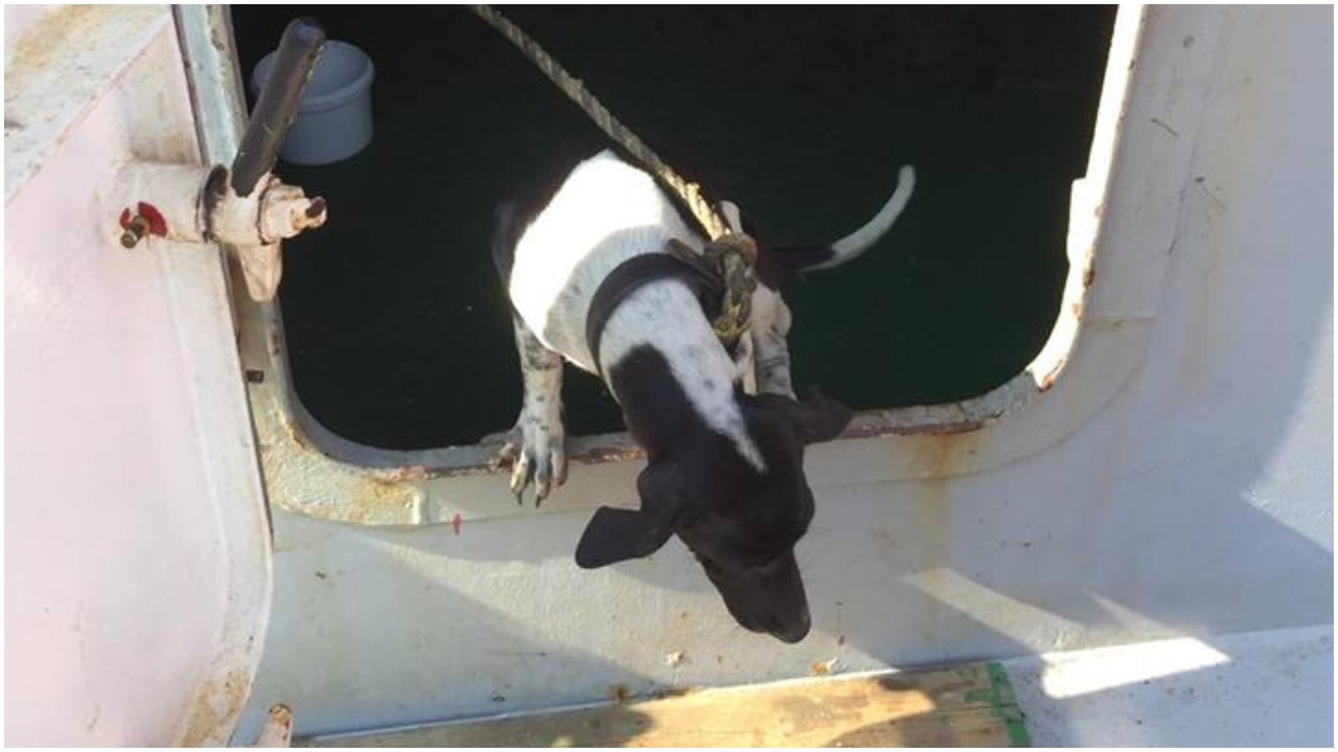 泰國狗隻誤登貨船到港,被漁護署人道毀滅。(資料圖片/受訪者提供) 泰國狗隻誤登貨船到港,被漁護署人道毀滅。(資料圖片/受訪者提供)