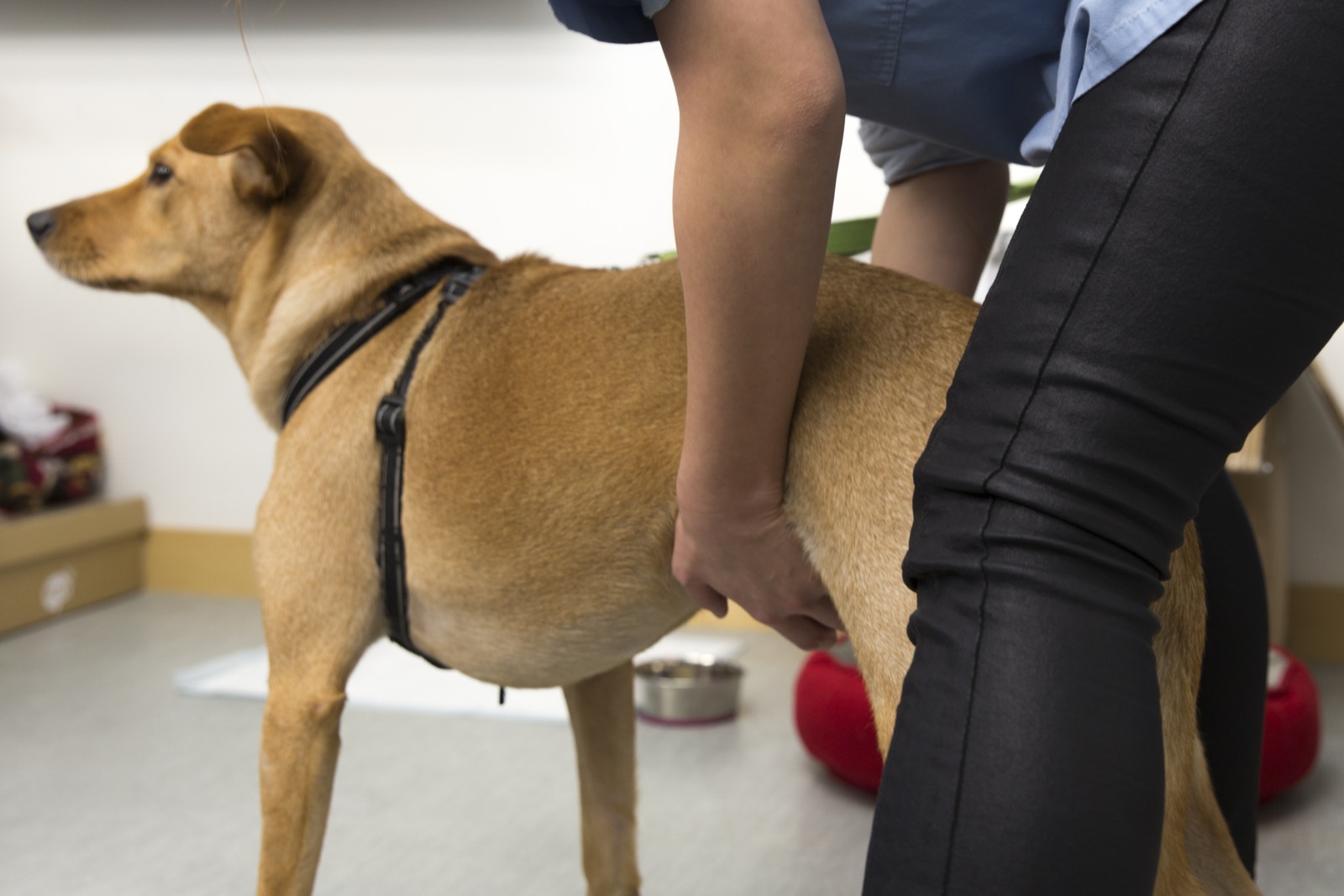 猴年到 狗狗不慎哽到怎麼辦 獸醫教你三招緊急自救 香港01 寵物
