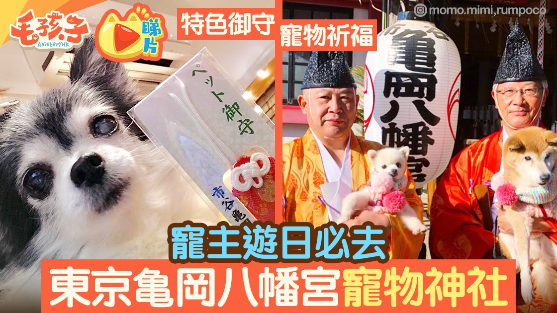 寵主必去 東京人氣寵物神社 亀岡八幡宮 為貓狗祈福 香港01 寵物 寵主必去 東京人氣寵物神社 亀岡八幡宮 為貓狗祈福 香港01 寵物