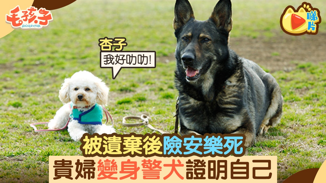 貴婦犬被遺棄後險安樂死奇跡變身成警犬證明自己 香港01 寵物