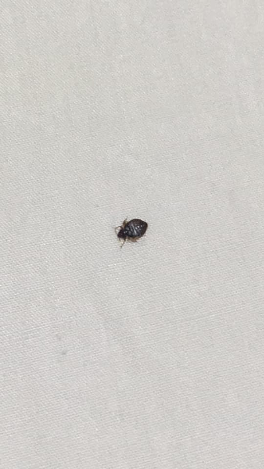 大埔友屋企驚現床蝨一拍成手血曾受害網民 全屋木傢俬都要掉 香港01 熱爆話題