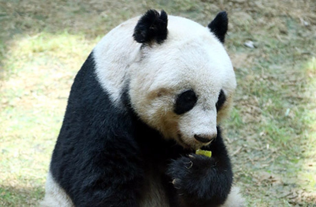 海洋公園宣布，佳佳的生物樣本將作用組織病理學的研究，頭骨及牙齒將作獸醫學教育及研究用途，皮毛則會保留並用作新生大熊貓寶寶育幼時使用。（海洋公園網頁）