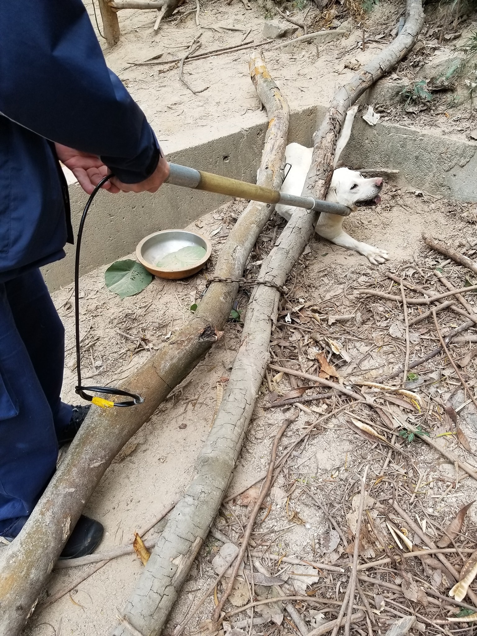 漁護署指所有行動都有指引,而職員都經過訓練,不會傷及流浪動物。(Erica圖片) 漁護署指所有行動都有指引,而職員都經過訓練,不會傷及流浪動物。(Erica圖片)