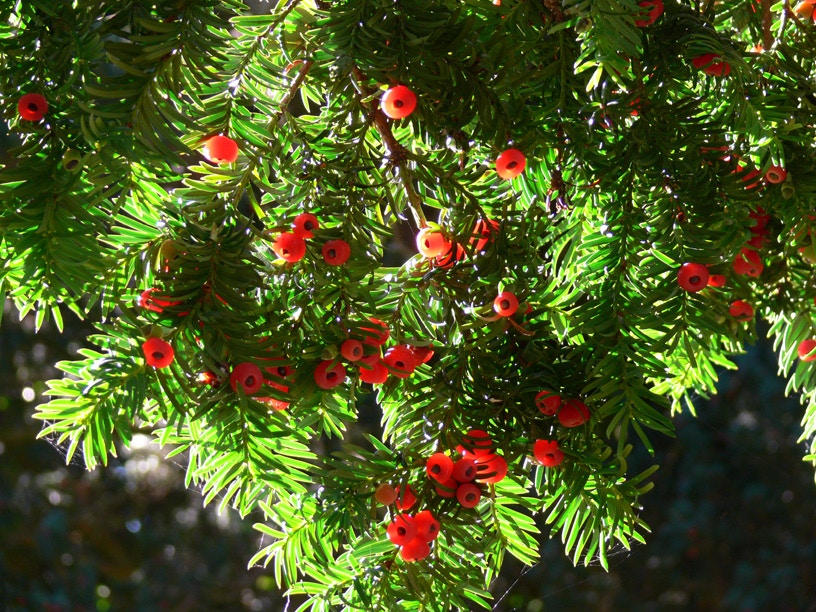 紅豆杉粒 欧洲红豆杉，英国红豆杉- 20粒种子- Taxus baccata L