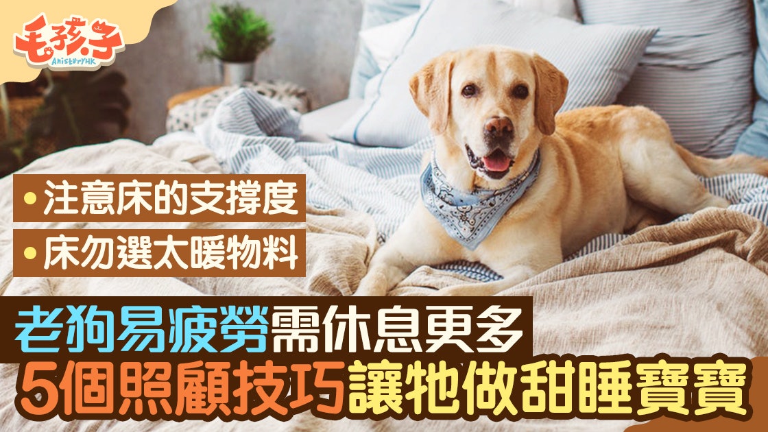 老狗精神狀態差或與睡眠質素有關5個照顧技巧狗奴必知 香港01 寵物 老狗精神狀態差或與睡眠質素有關5個照顧技巧狗奴必知 香港01 寵物