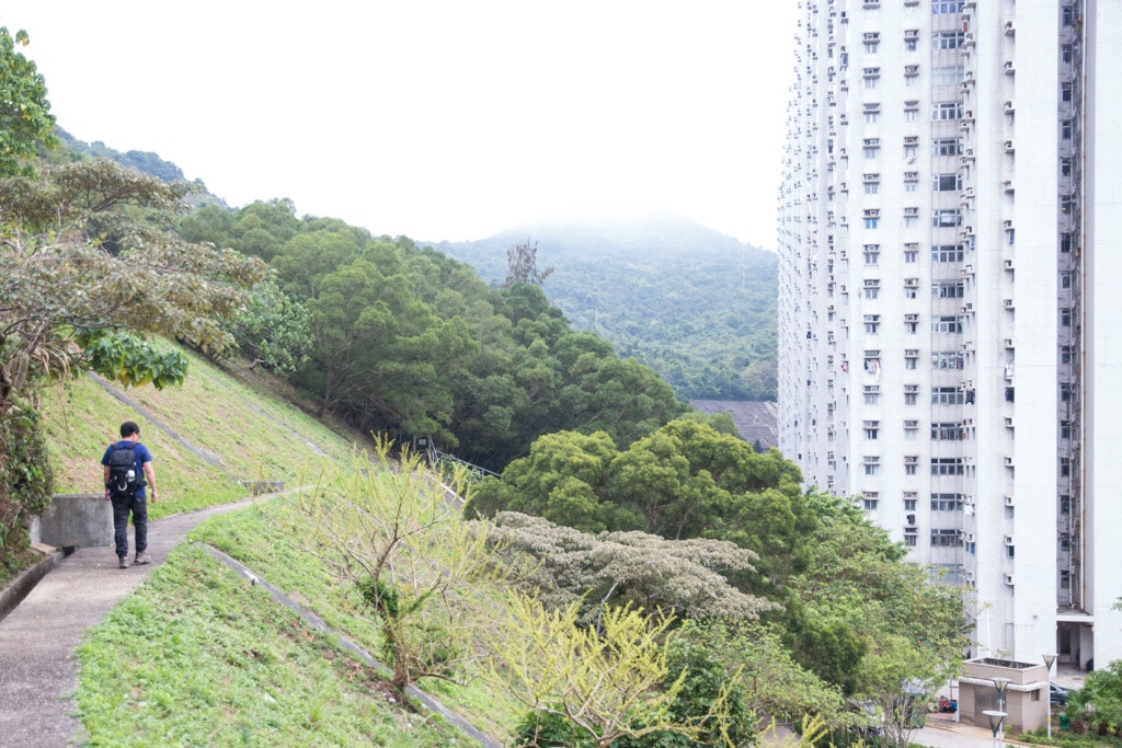 東區環境衞生辦事處指,2018年共接獲6宗有關野豬出沒引起滋擾的投訴,當中有5宗在龍躍徑及其連接範圍發生。(資料圖片) 東區環境衞生辦事處指,2018年共接獲6宗有關野豬出沒引起滋擾的投訴,當中有5宗在龍躍徑及其連接範圍發生。(資料圖片)